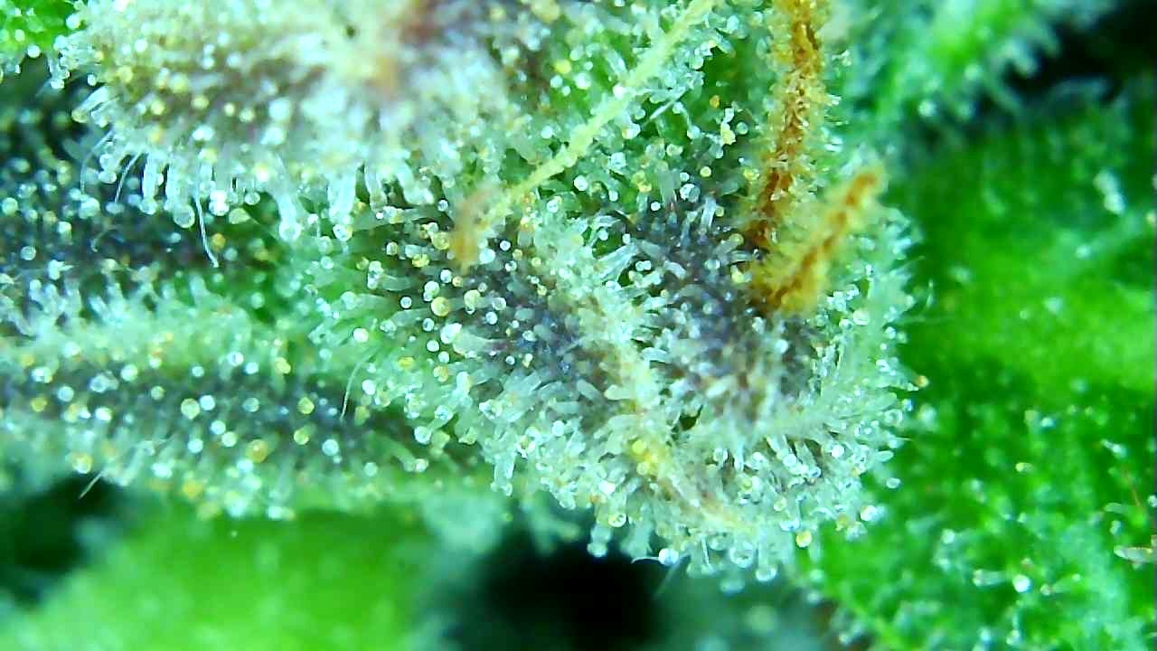 12-29-19 Trichomes (5).JPG