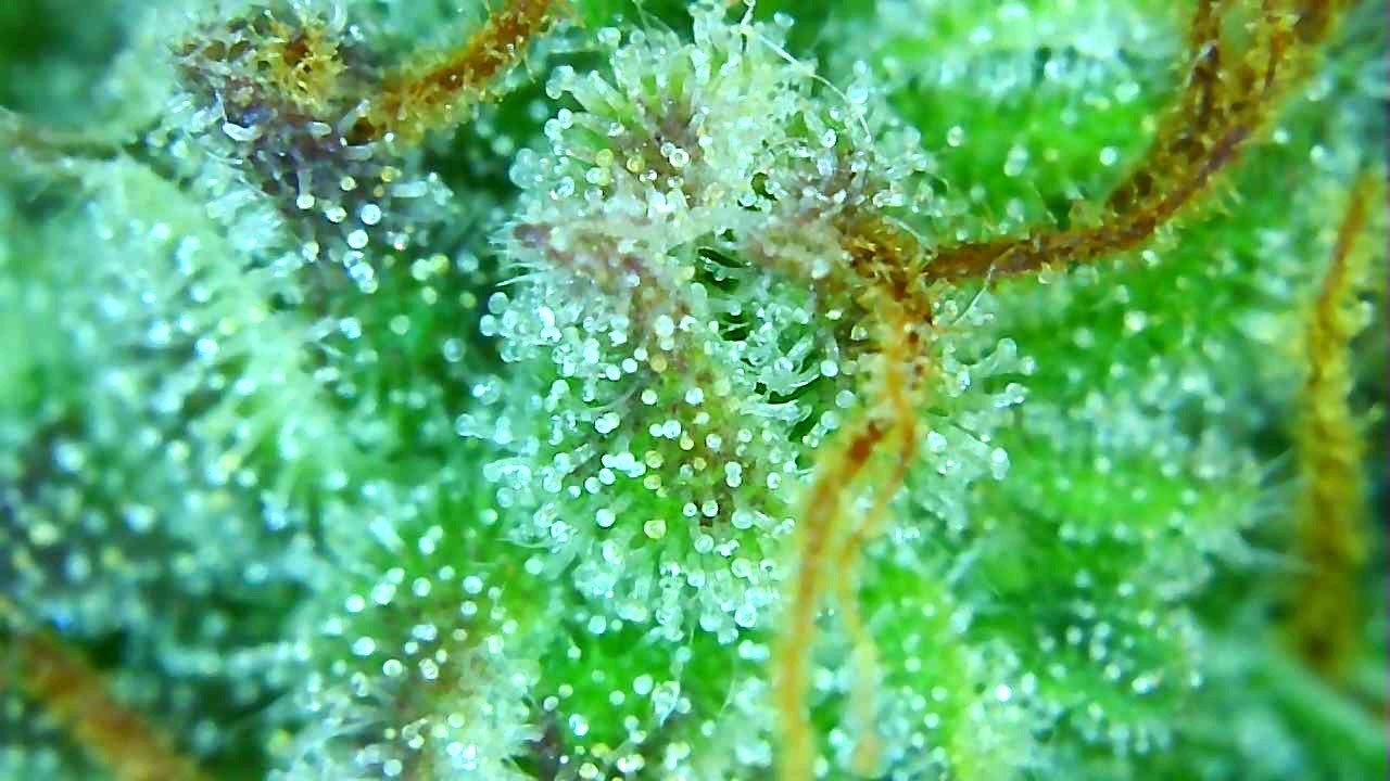 12-29-19 Trichomes (8).JPG