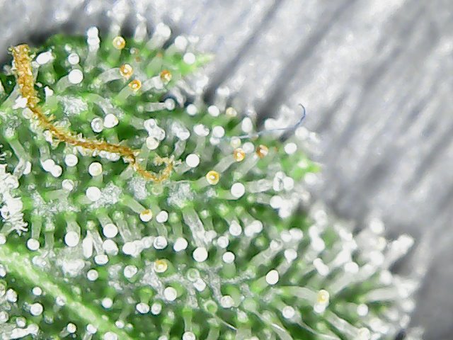 12-420                    SFV Trichs            8-17-21.jpg