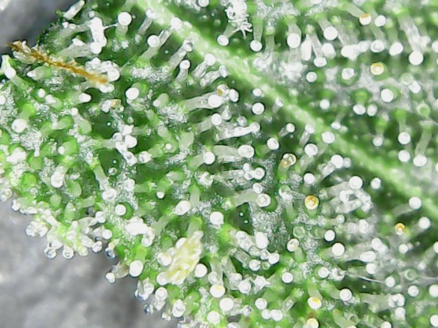 12-421                      SFV Trichs             8-17-21.jpg