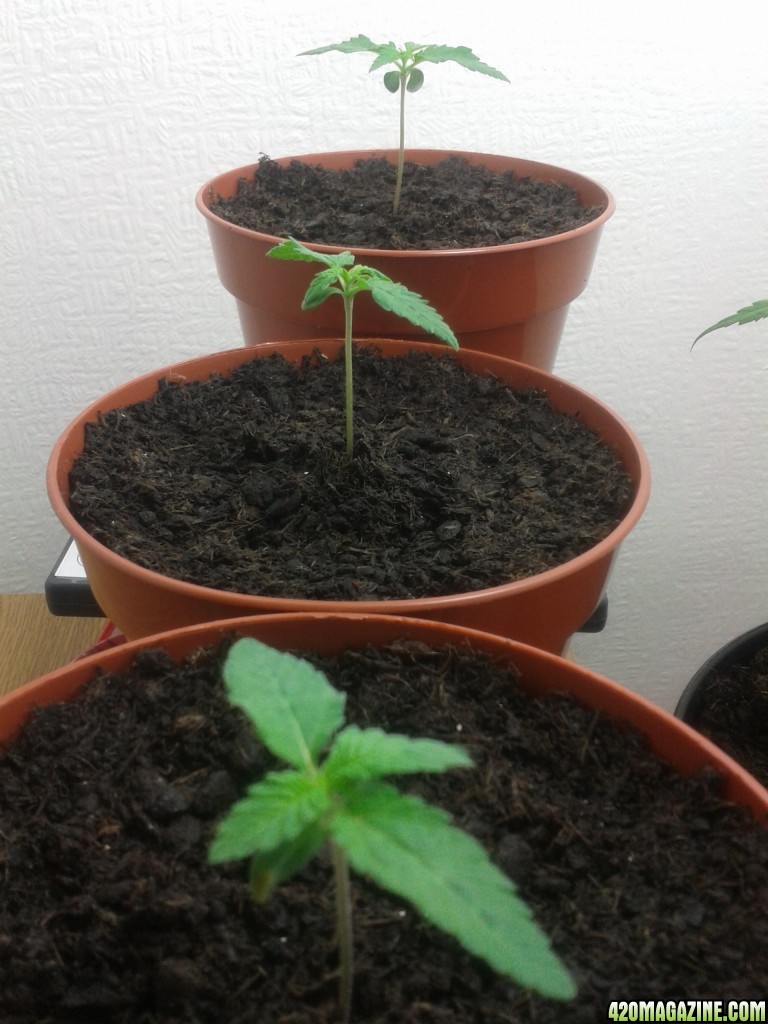 12 day old super silvers