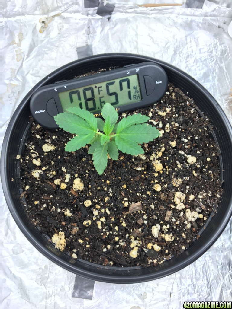 12 days Master Kush