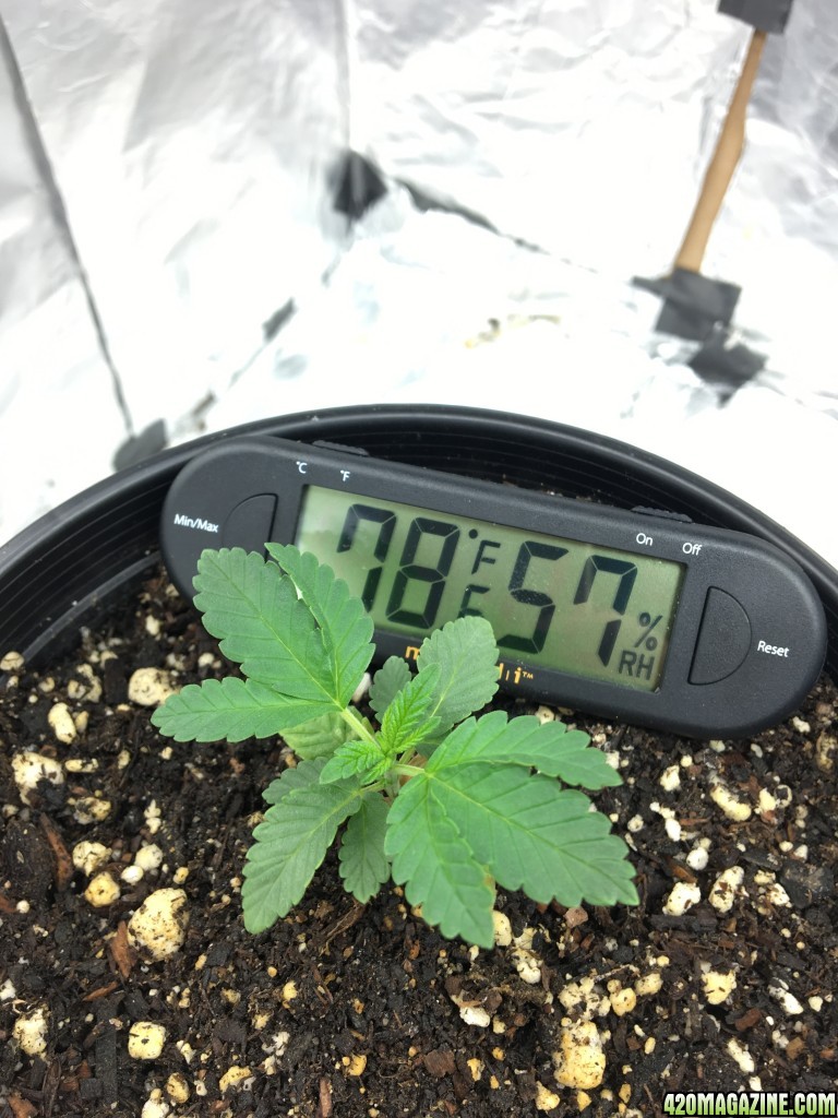 12 days Master Kush