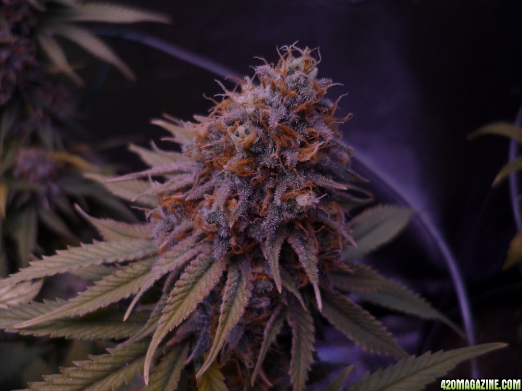 12022015 Kosher Kush Sharksbreath Day 53 Bloom