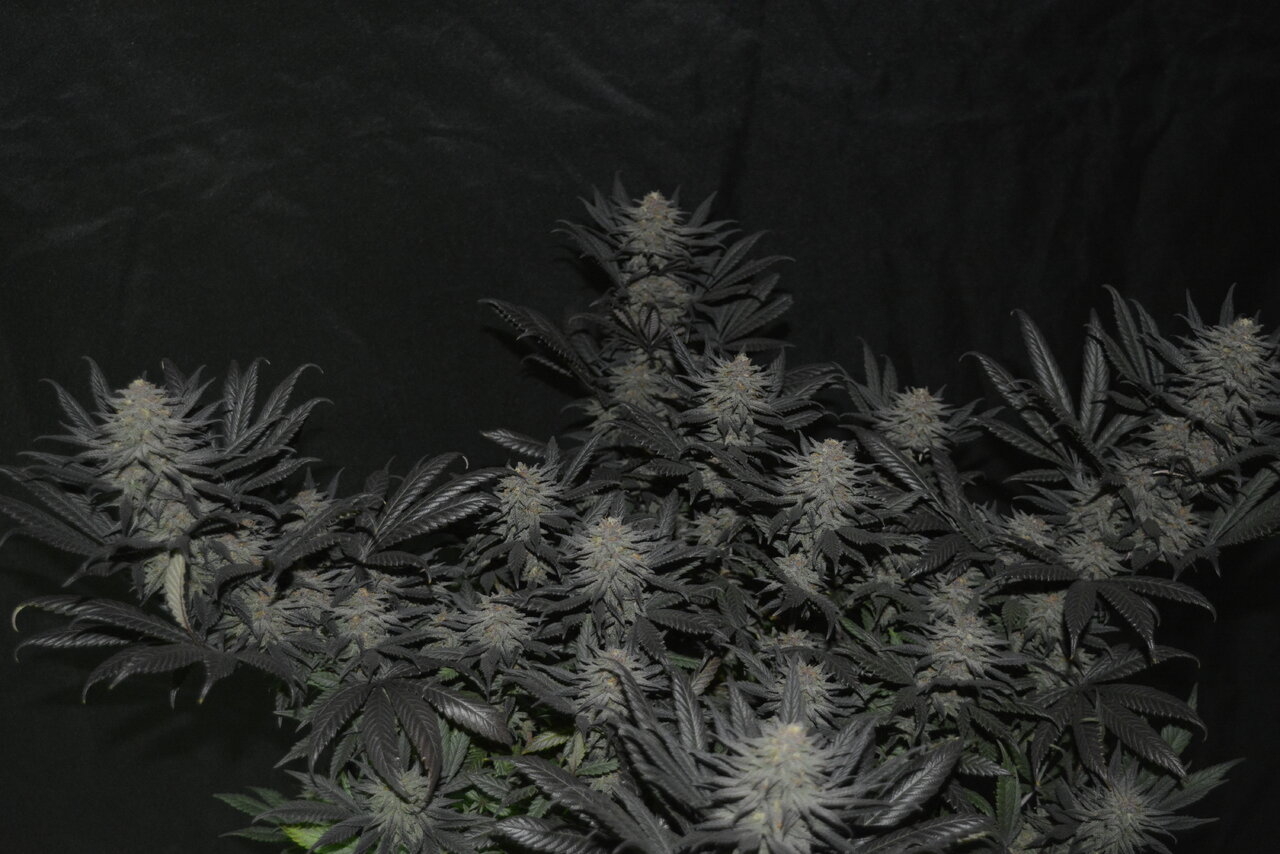 120319 Hindu Kush Flip Day 48 10.JPG