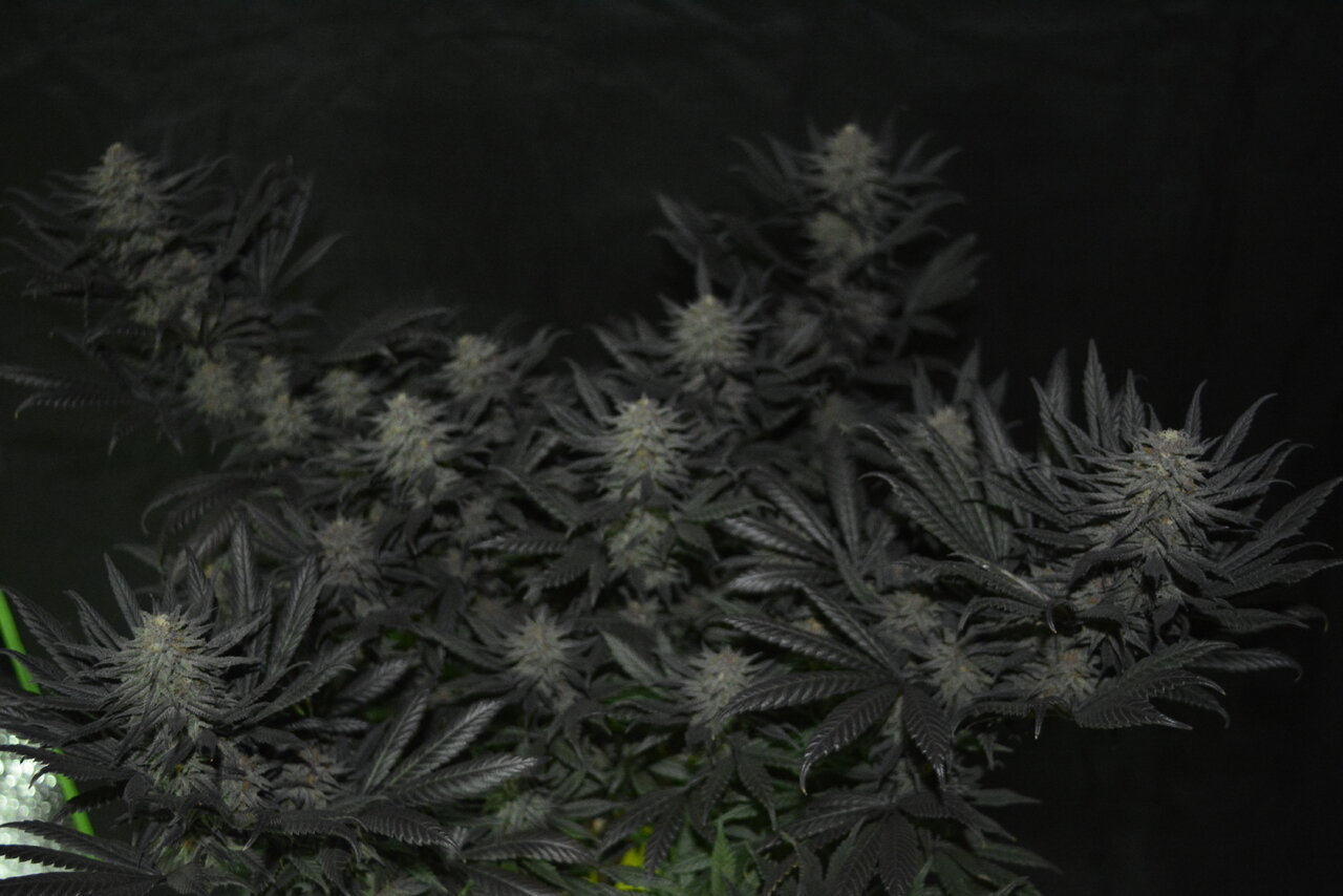 120319 Hindu Kush Flip Day 48 11.JPG