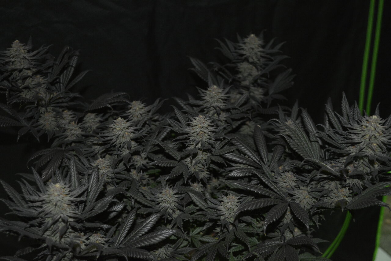 120319 Hindu Kush Flip Day 48 16.JPG