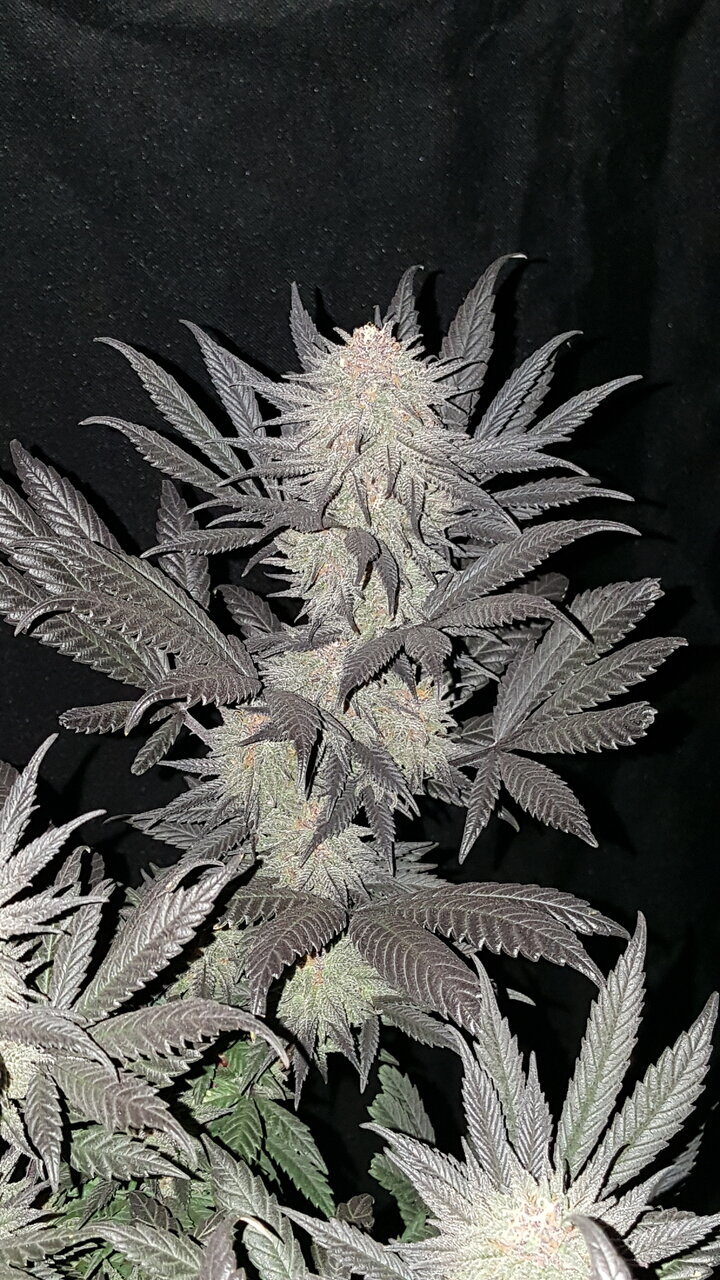 120319 Hindu Kush Flip Day 48 4.jpg