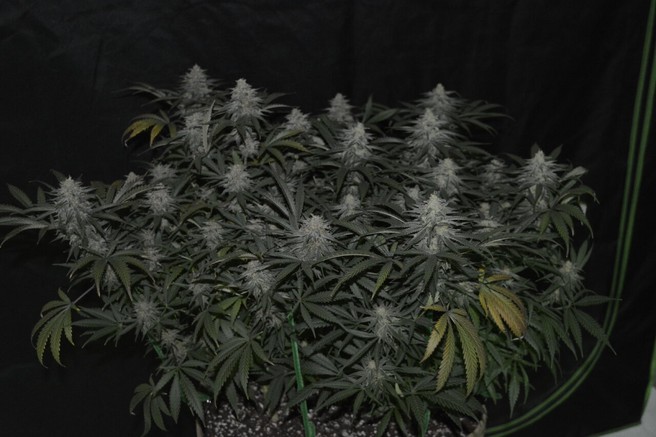 120619 Jack Herer Flip Day 51 1.JPG