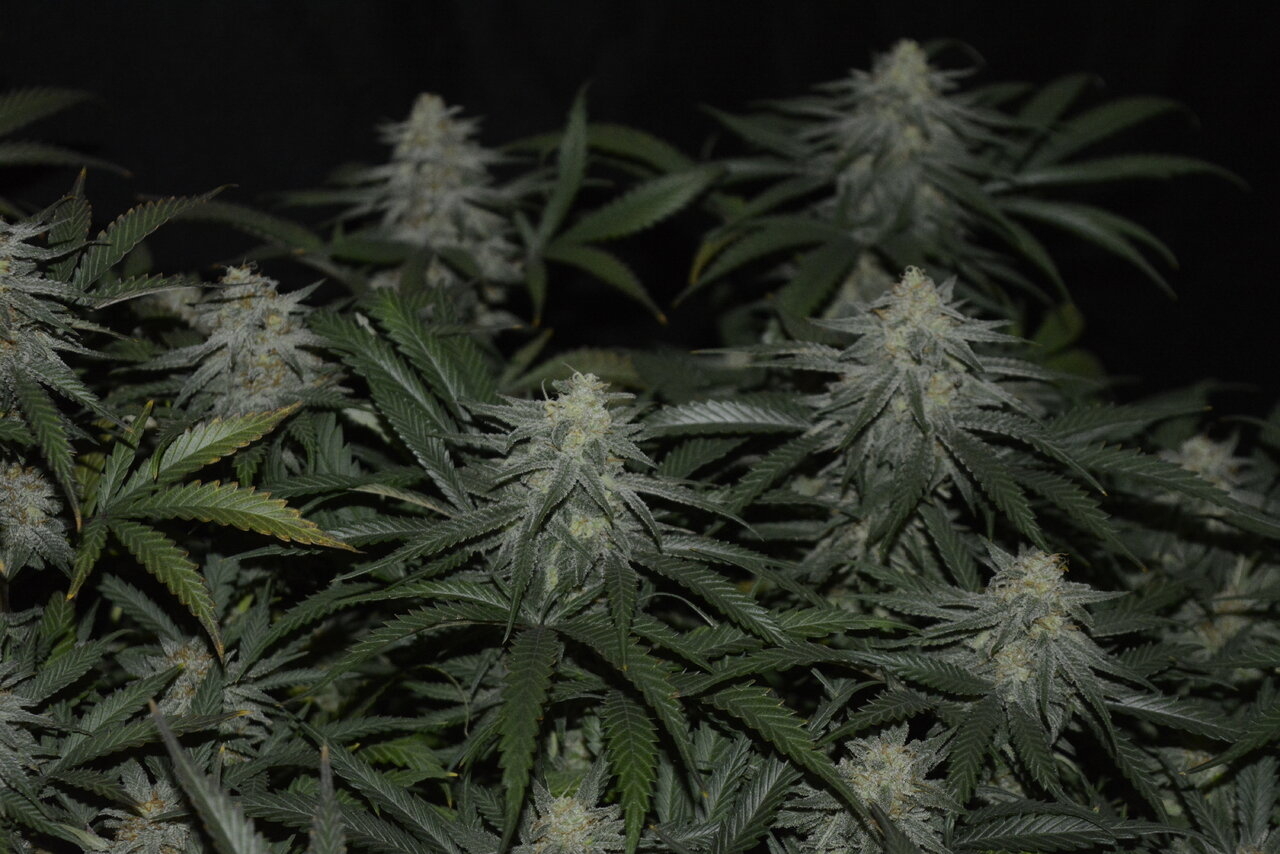 120619 Jack Herer Flip Day 51 10.JPG