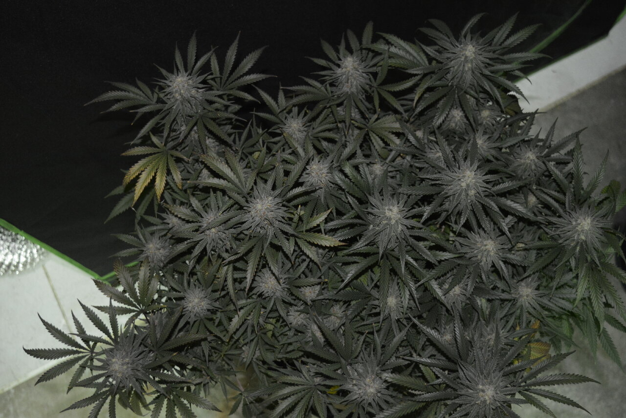 120619 Jack Herer Flip Day 51 11.JPG