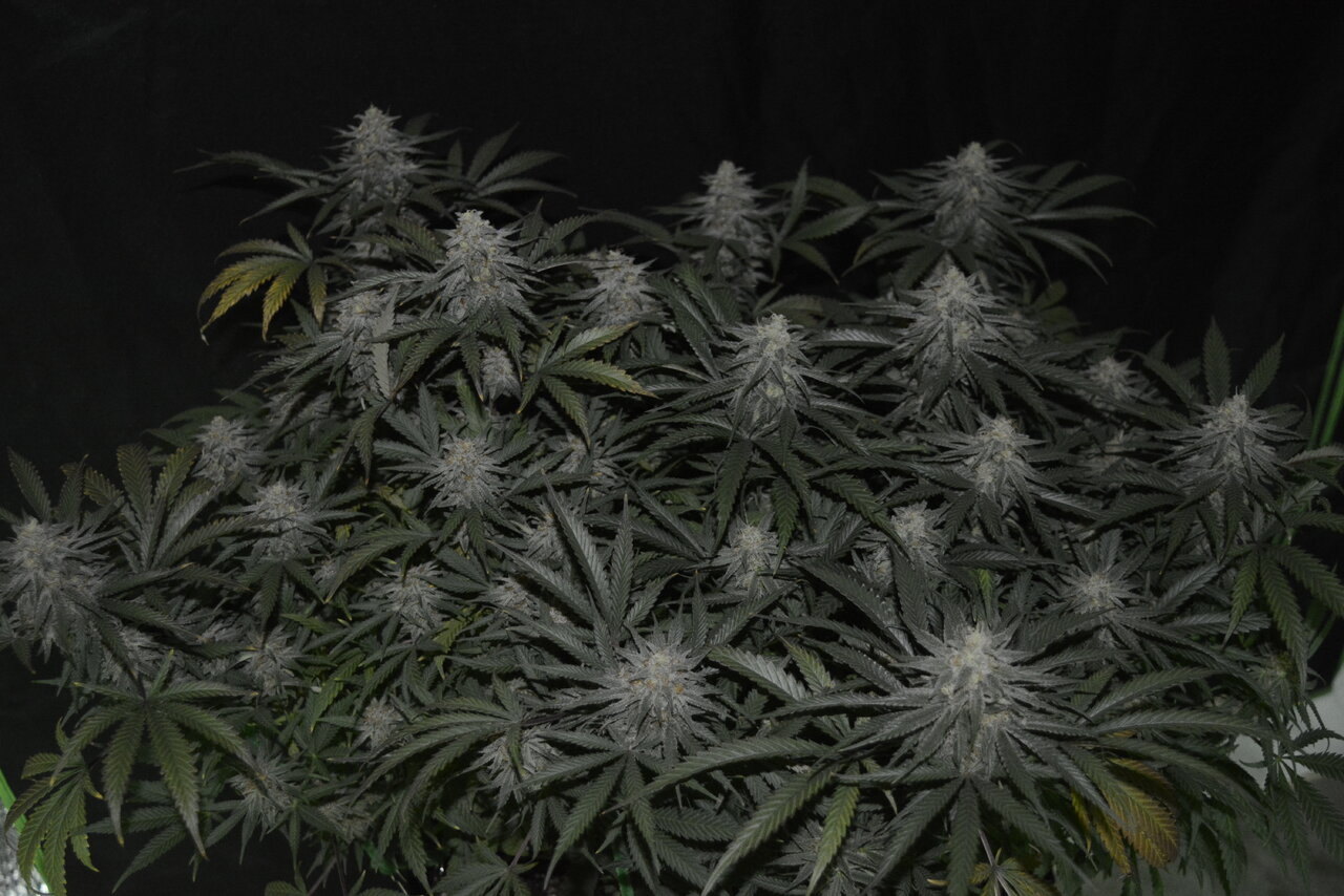 120619 Jack Herer Flip Day 51 2.JPG