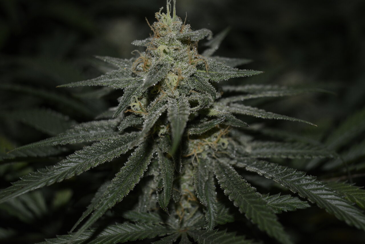 120619 Jack Herer Flip Day 51 4.JPG