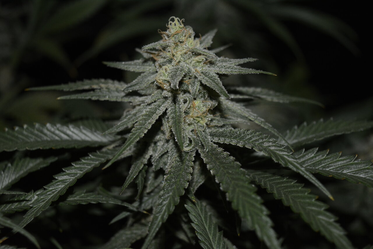 120619 Jack Herer Flip Day 51 5.JPG