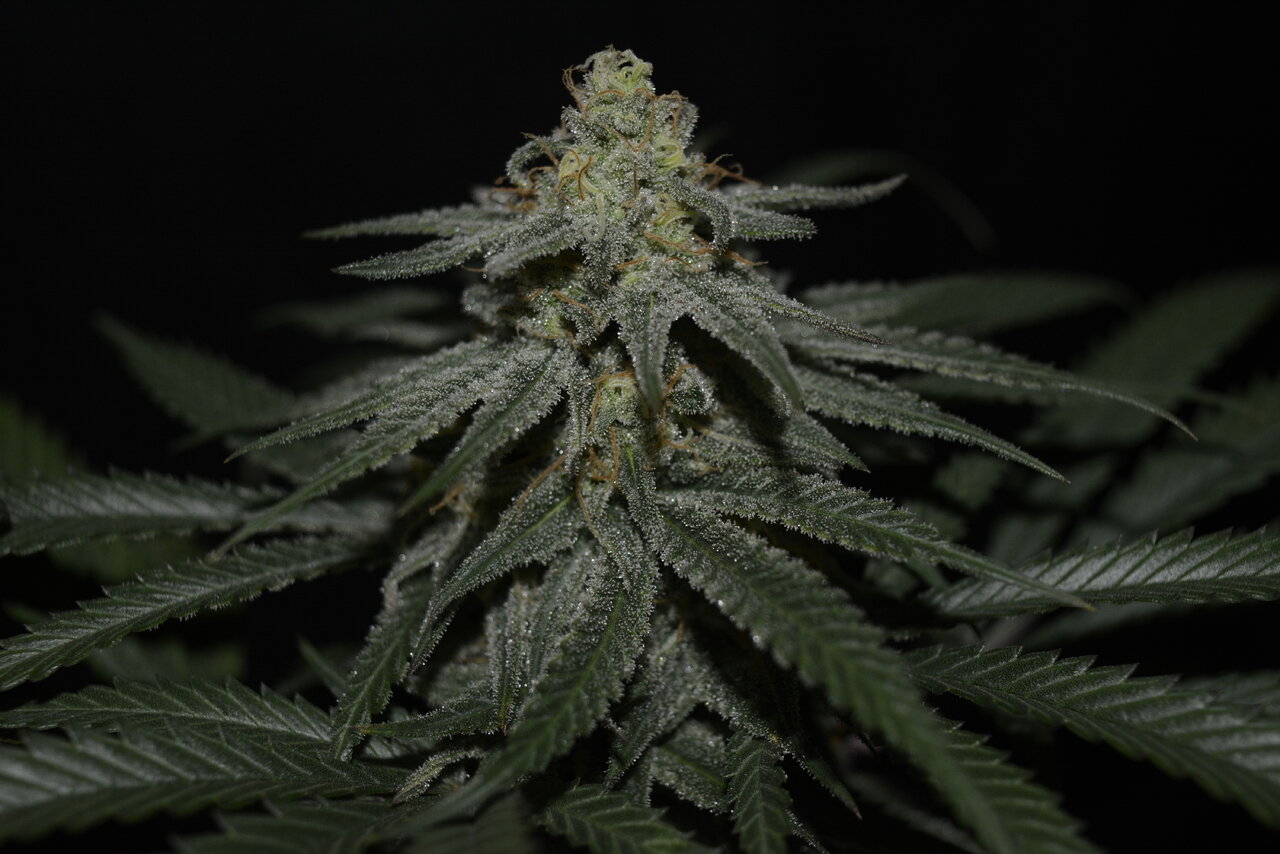 120619 Jack Herer Flip Day 51 6.JPG