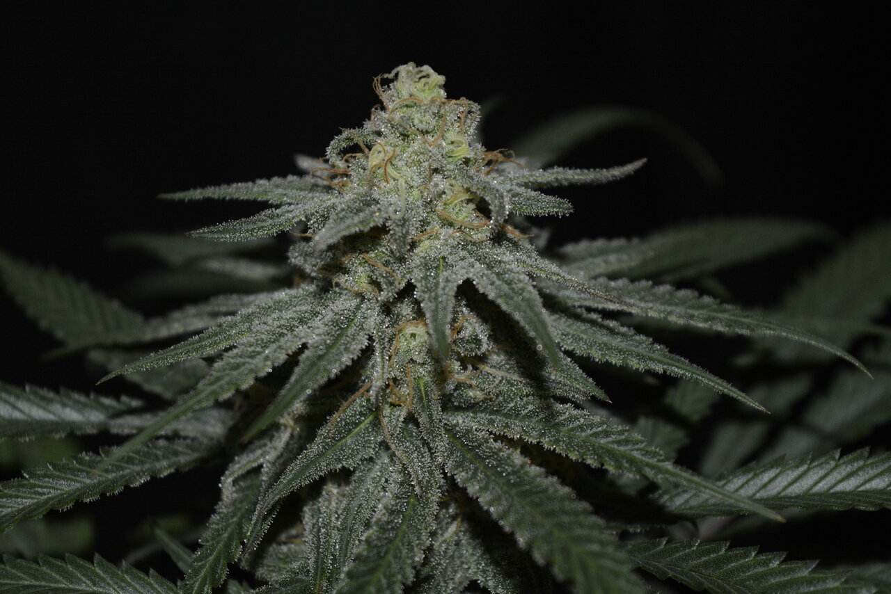 120619 Jack Herer Flip Day 51 7.JPG