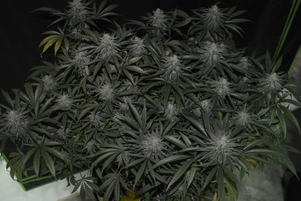 120619 Jack Herer Flip Day 51 8.JPG