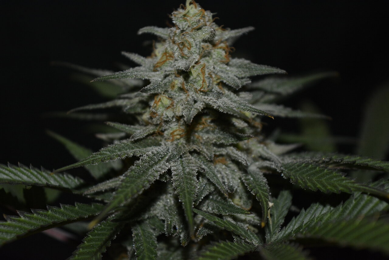 120619 Jack Herer Flip Day 51 9.JPG