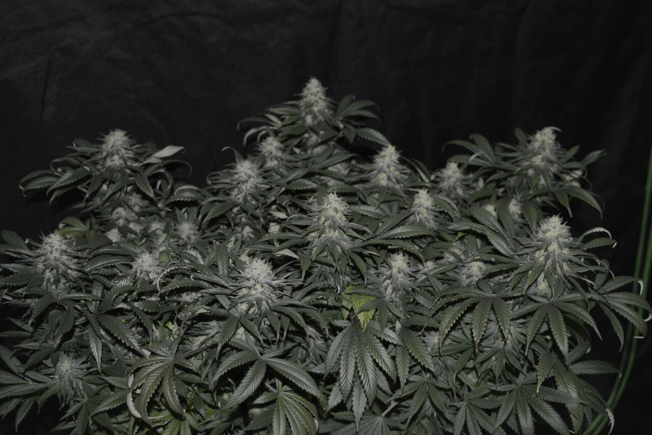 120619 Skunk #1 Flip Day 51 1.JPG