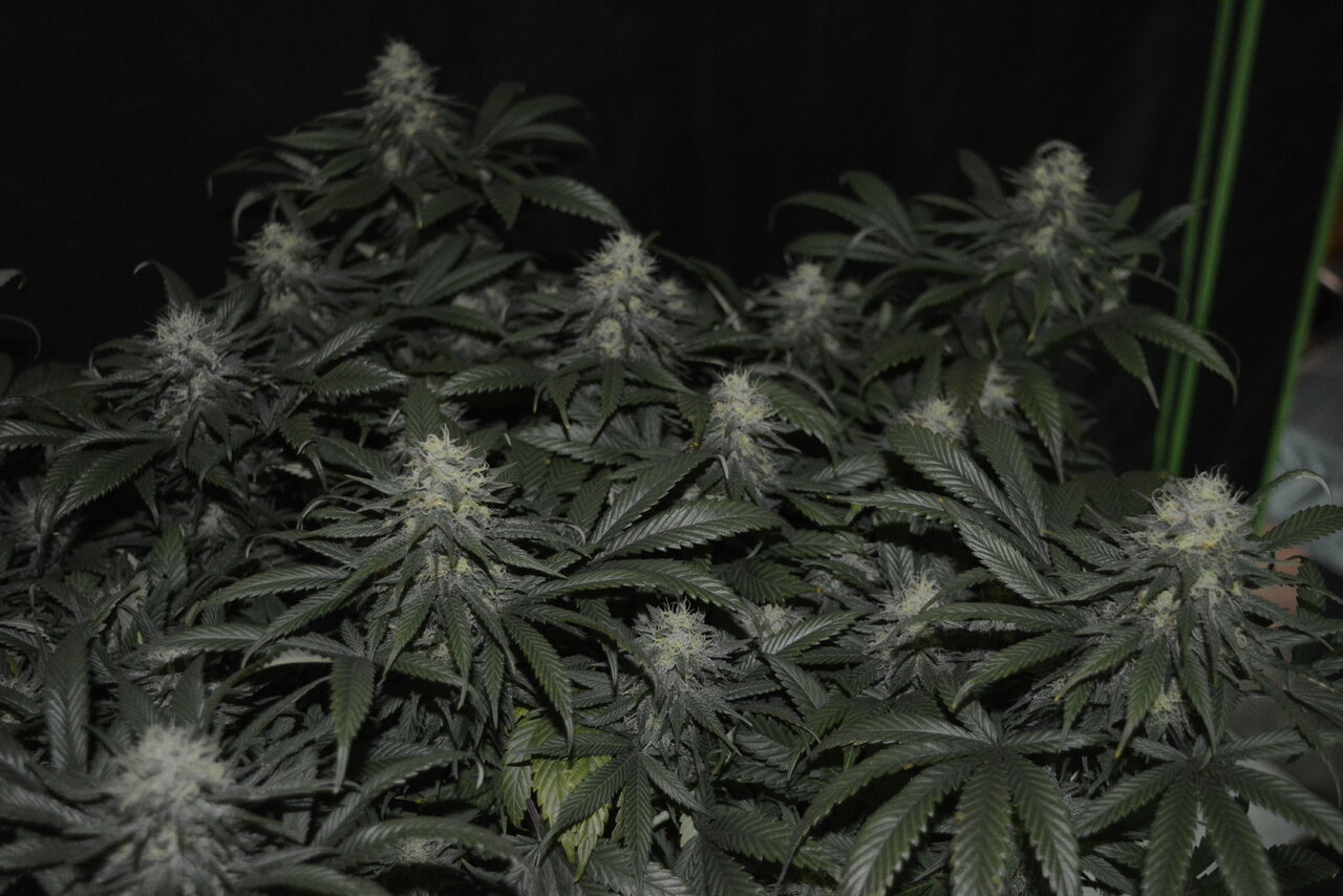 120619 Skunk #1 Flip Day 51 10.JPG