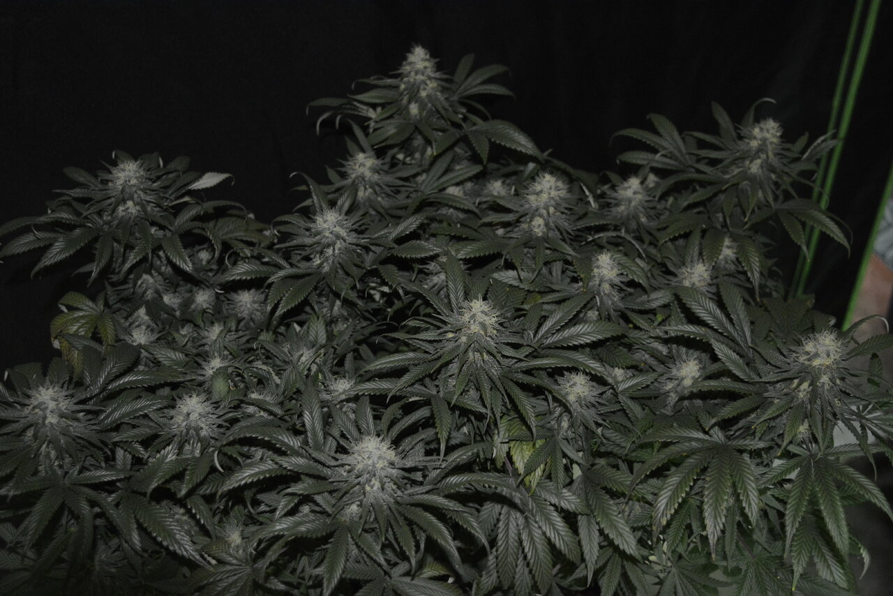 120619 Skunk #1 Flip Day 51 2.JPG