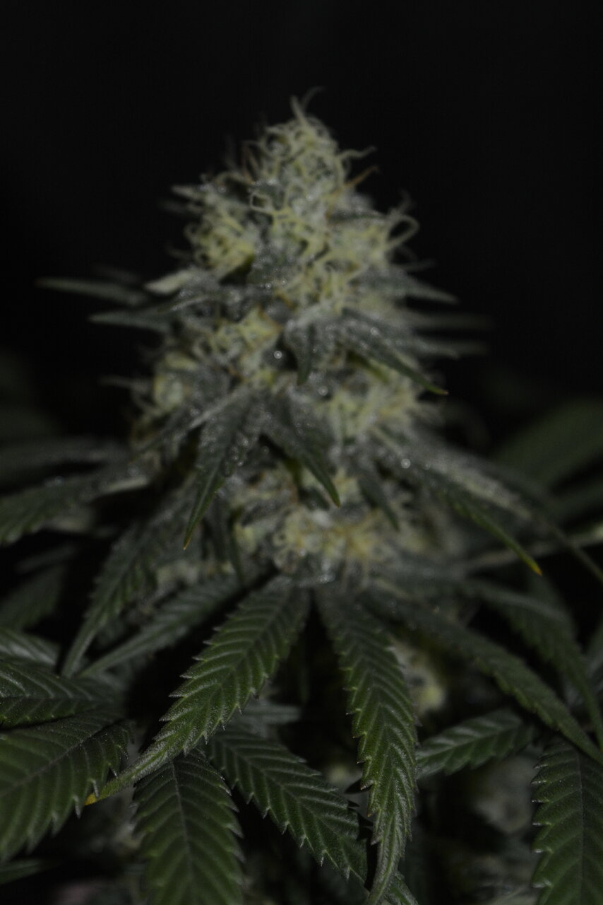 120619 Skunk #1 Flip Day 51 9.JPG