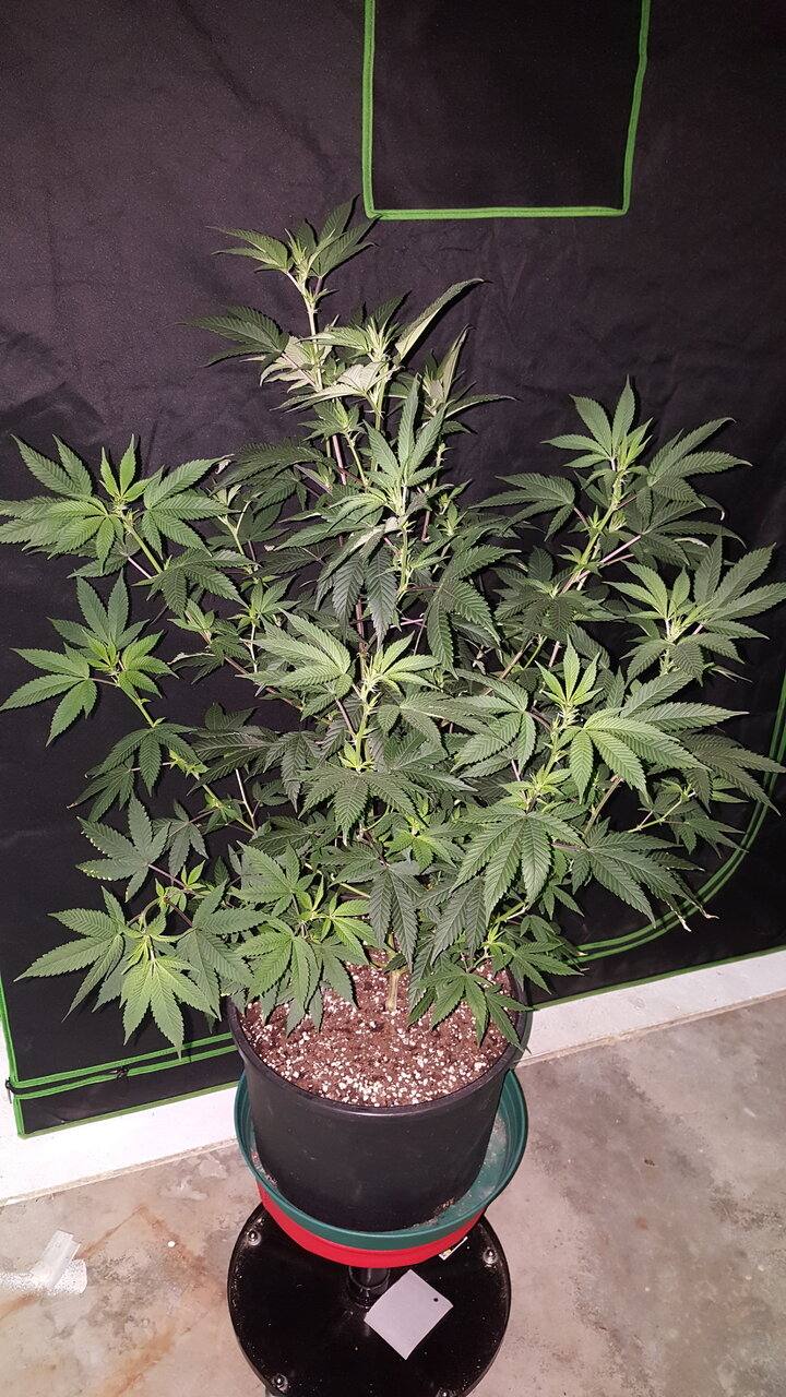 120919 Gorilla Glue 4 Flip Day 9 1.jpg