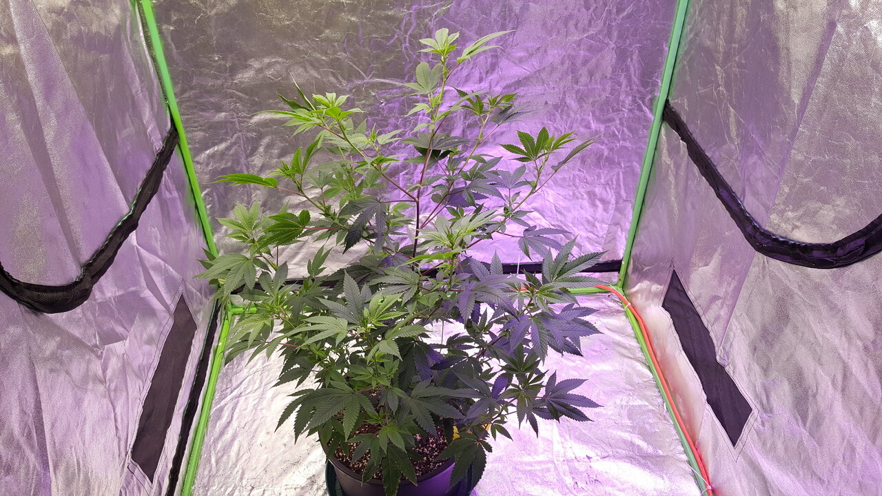 120919 Gorilla Glue 4 Flip Day 9 11.jpg