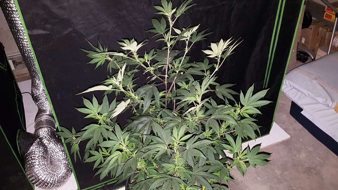 120919 Gorilla Glue 4 Flip Day 9 3.jpg