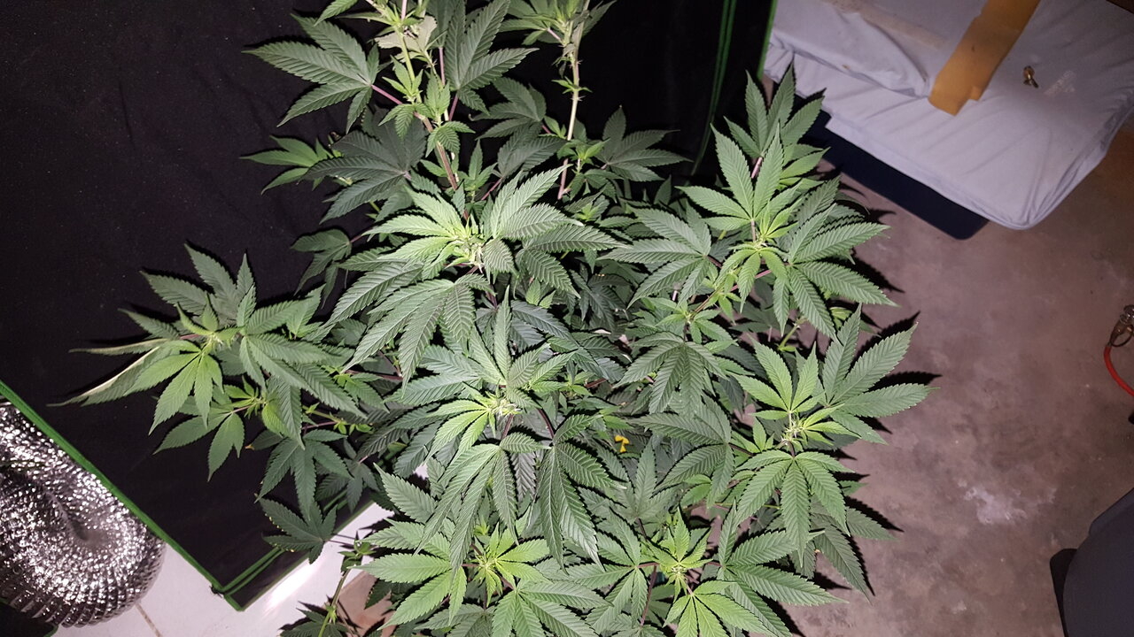 120919 Gorilla Glue 4 Flip Day 9 6.jpg