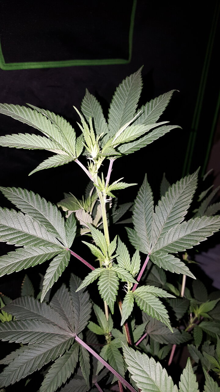 120919 Gorilla Glue 4 Flip Day 9 8.jpg