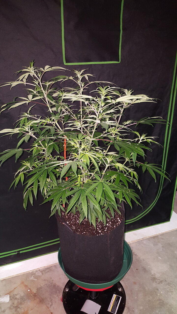 120919 Purple Orange CBD Veg Day 74 1.jpg