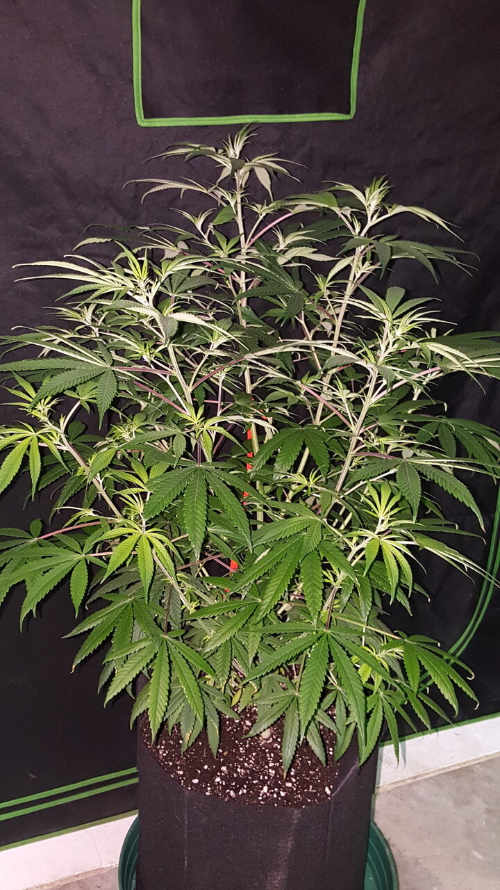 120919 Purple Orange CBD Veg Day 74 2.jpg