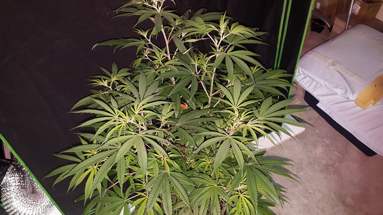 120919 Purple Orange CBD Veg Day 74 3.jpg