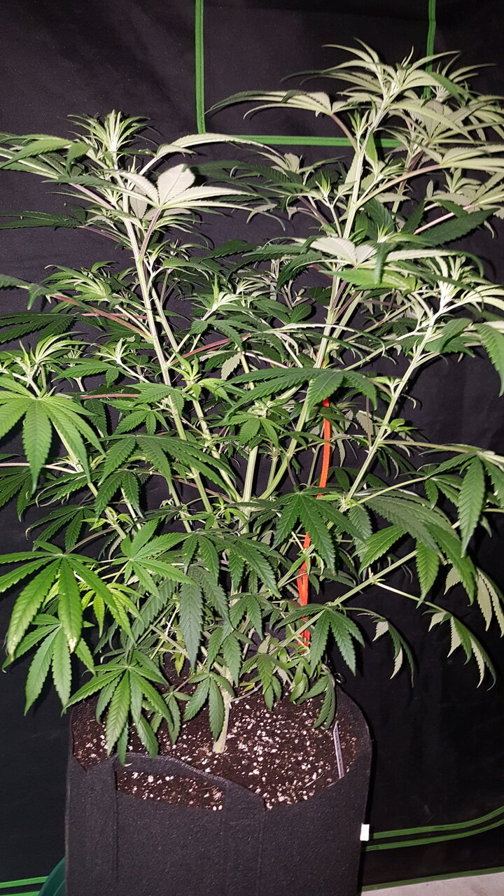 120919 Purple Orange CBD Veg Day 74 4.jpg