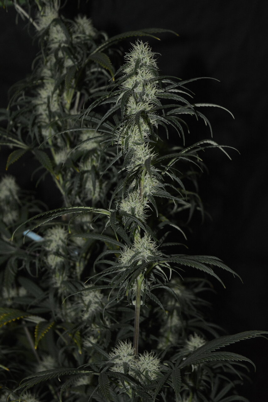 121019 Panama Haze Flip Day 55 11.JPG