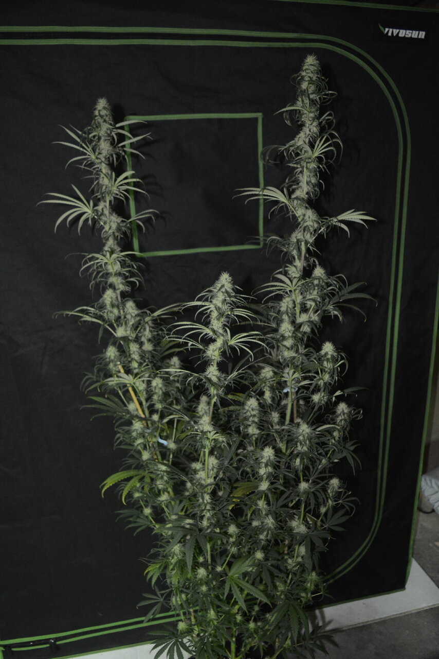 121019 Panama Haze Flip Day 55 2.JPG