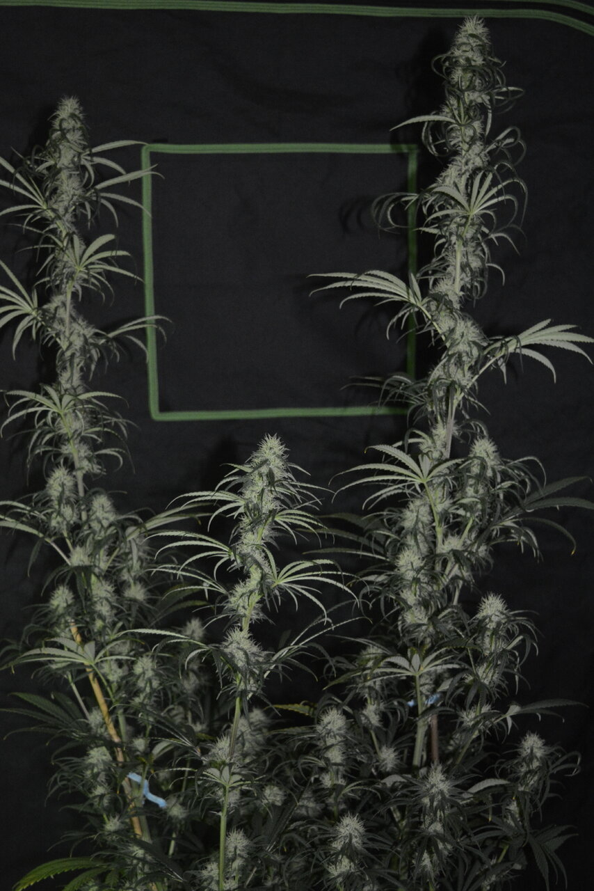 121019 Panama Haze Flip Day 55 3.JPG