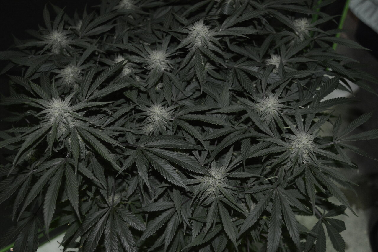 121019 Zkittlez Flower 11.JPG