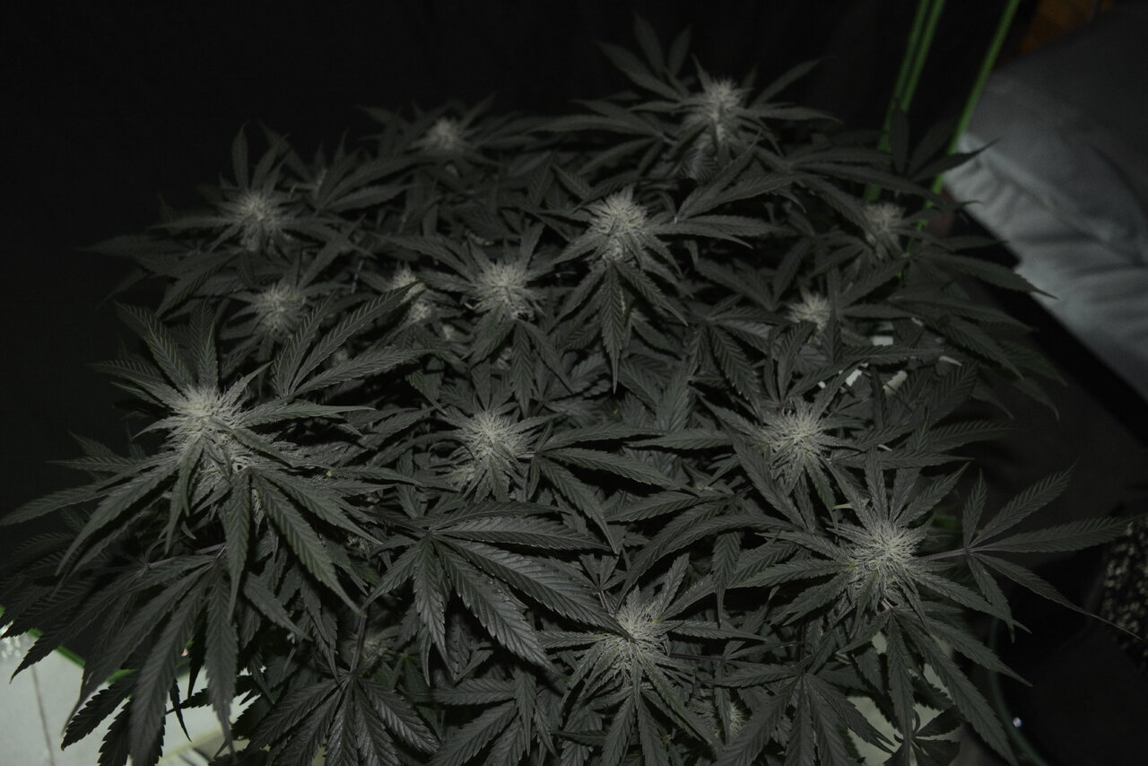 121019 Zkittlez Flower 3.JPG