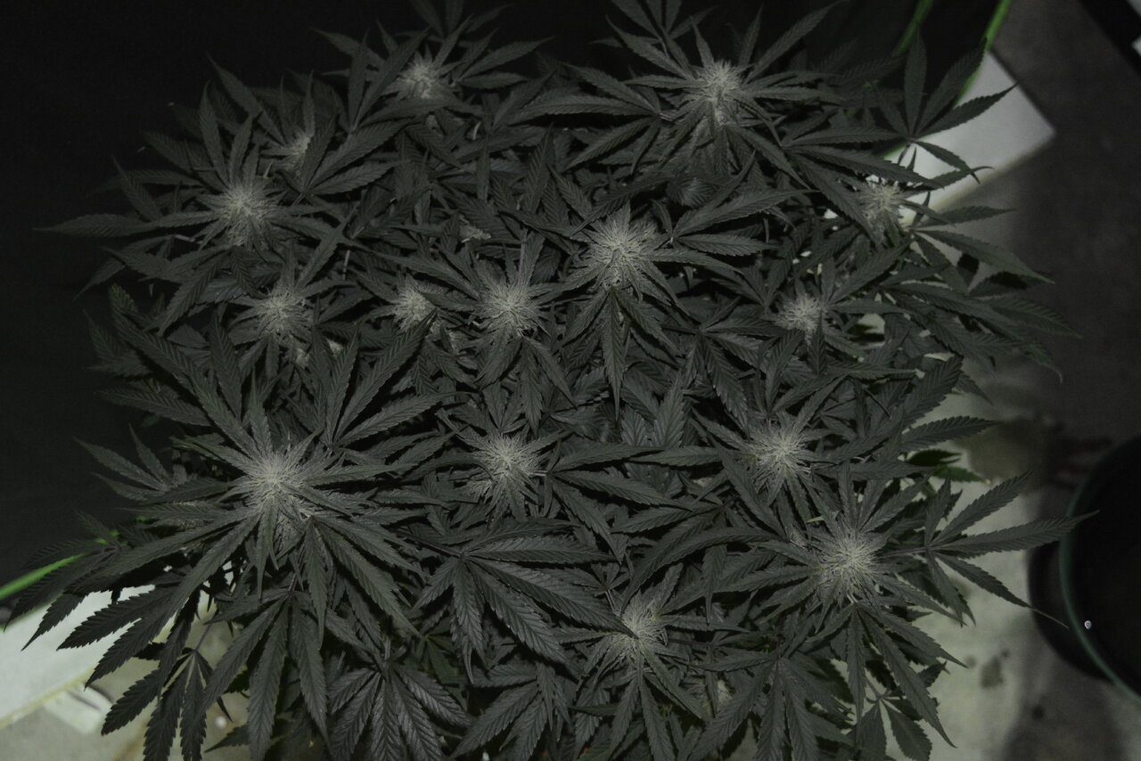 121019 Zkittlez Flower 4.JPG