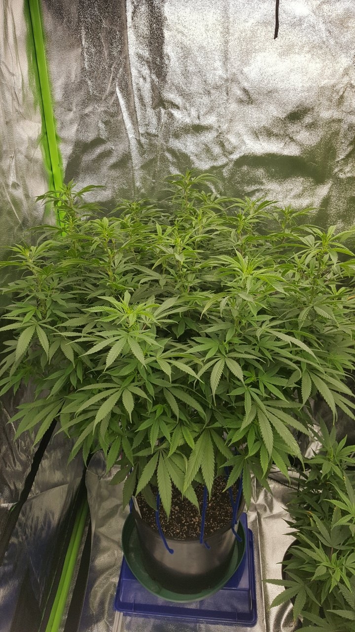 121718 Amherst Sour Diesel Veg Day 108 1.jpg