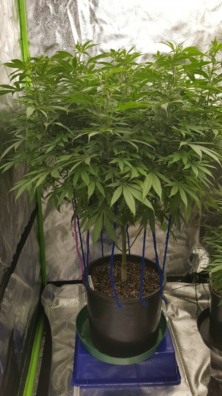 121718 Amherst Sour Diesel Veg Day 108 3.jpg