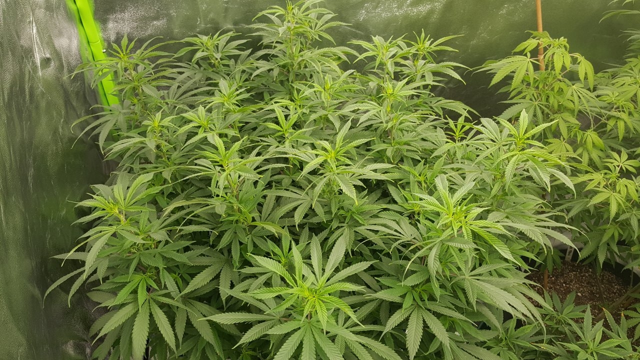 121718 Amherst Sour Diesel Veg Day 108 4.jpg