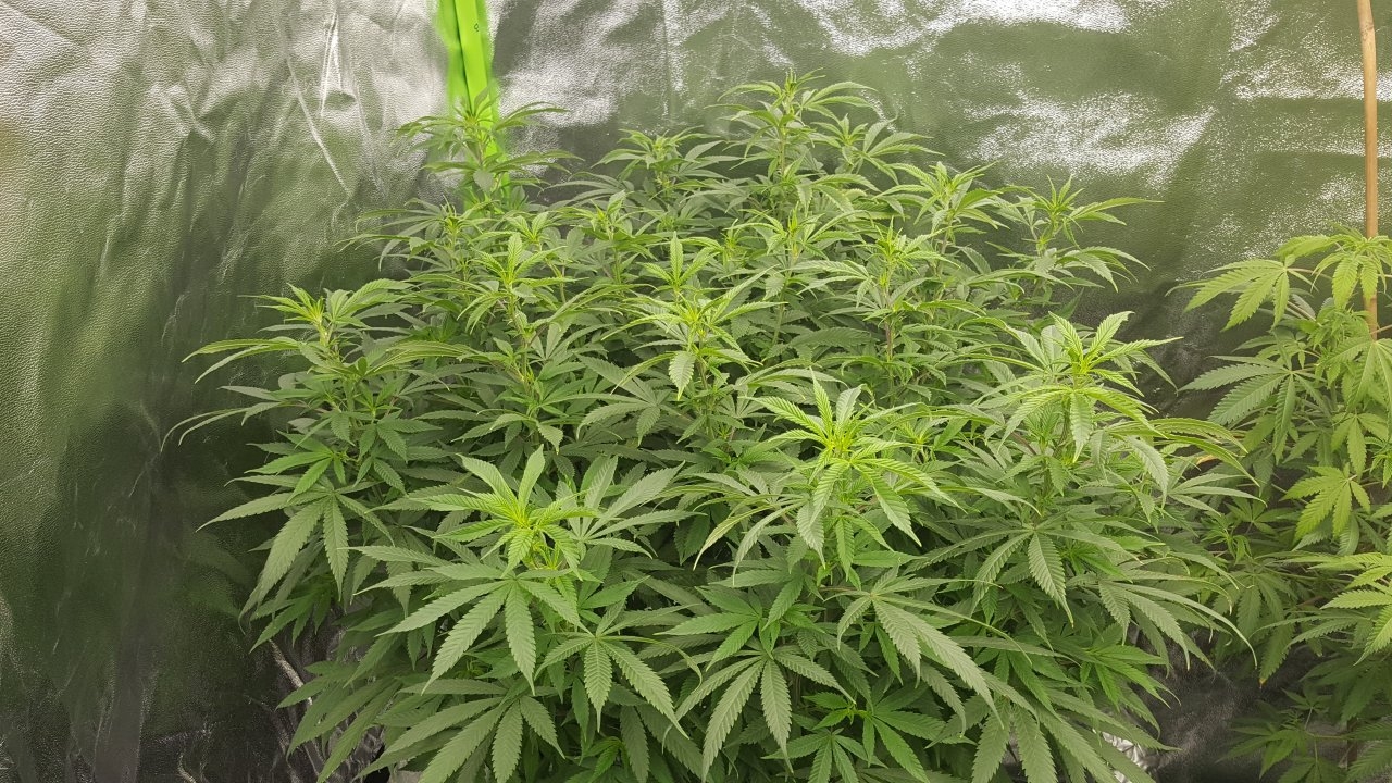 121718 Amherst Sour Diesel Veg Day 108 6.jpg