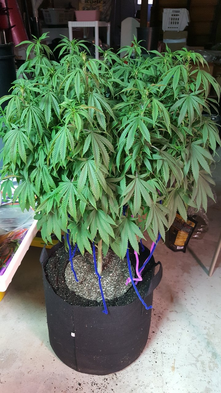 122018 Amherst Sour Diesel Veg Day 111 3.jpg