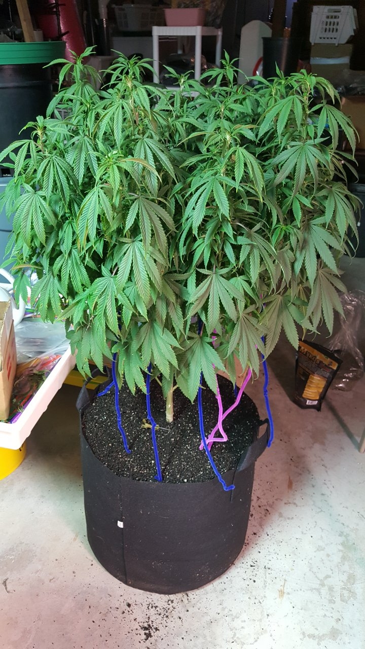 122018 Amherst Sour Diesel Veg Day 111 4.jpg