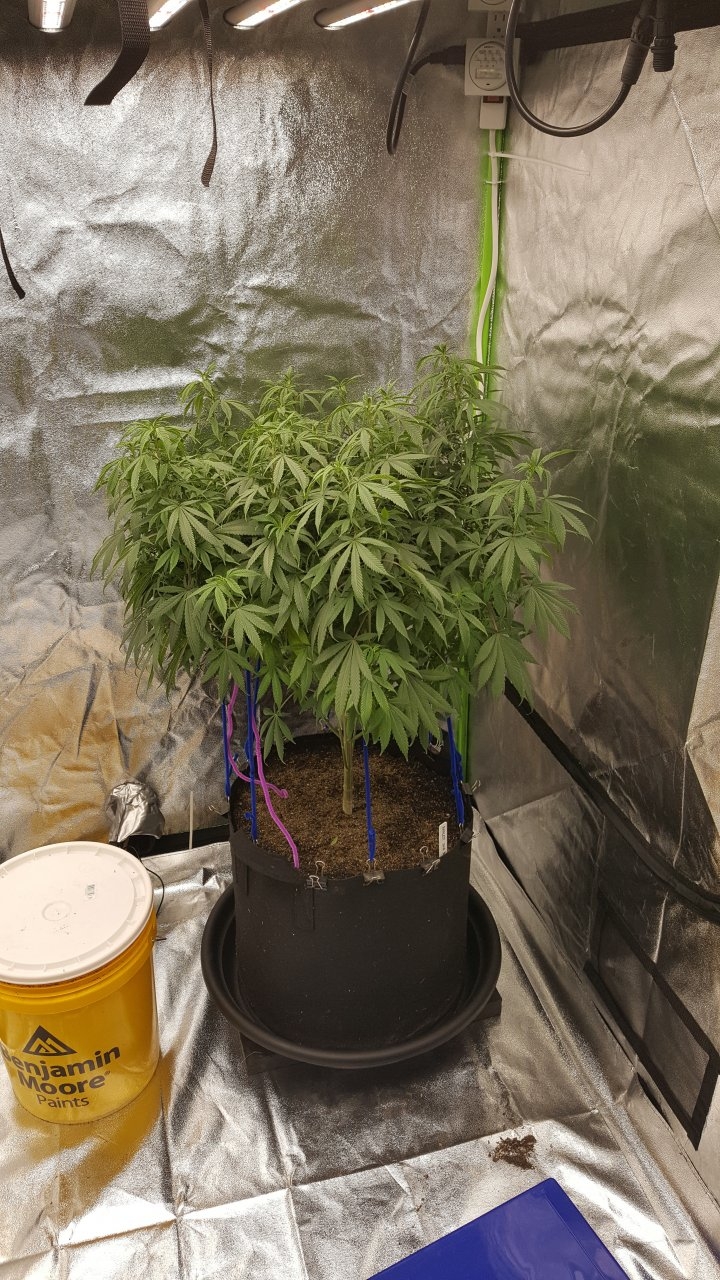 122018 Amherst Sour Diesel Veg Day 111 5.jpg