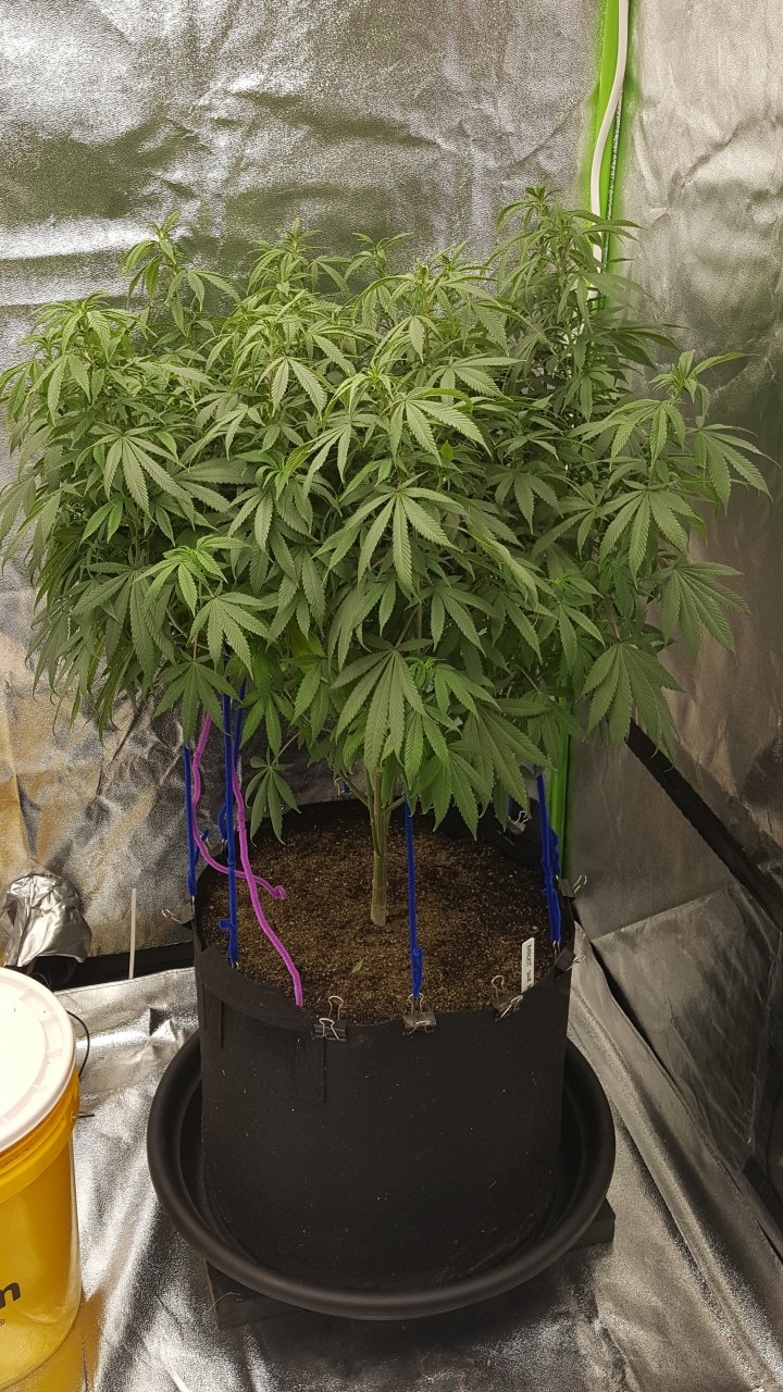 122018 Amherst Sour Diesel Veg Day 111 6.jpg