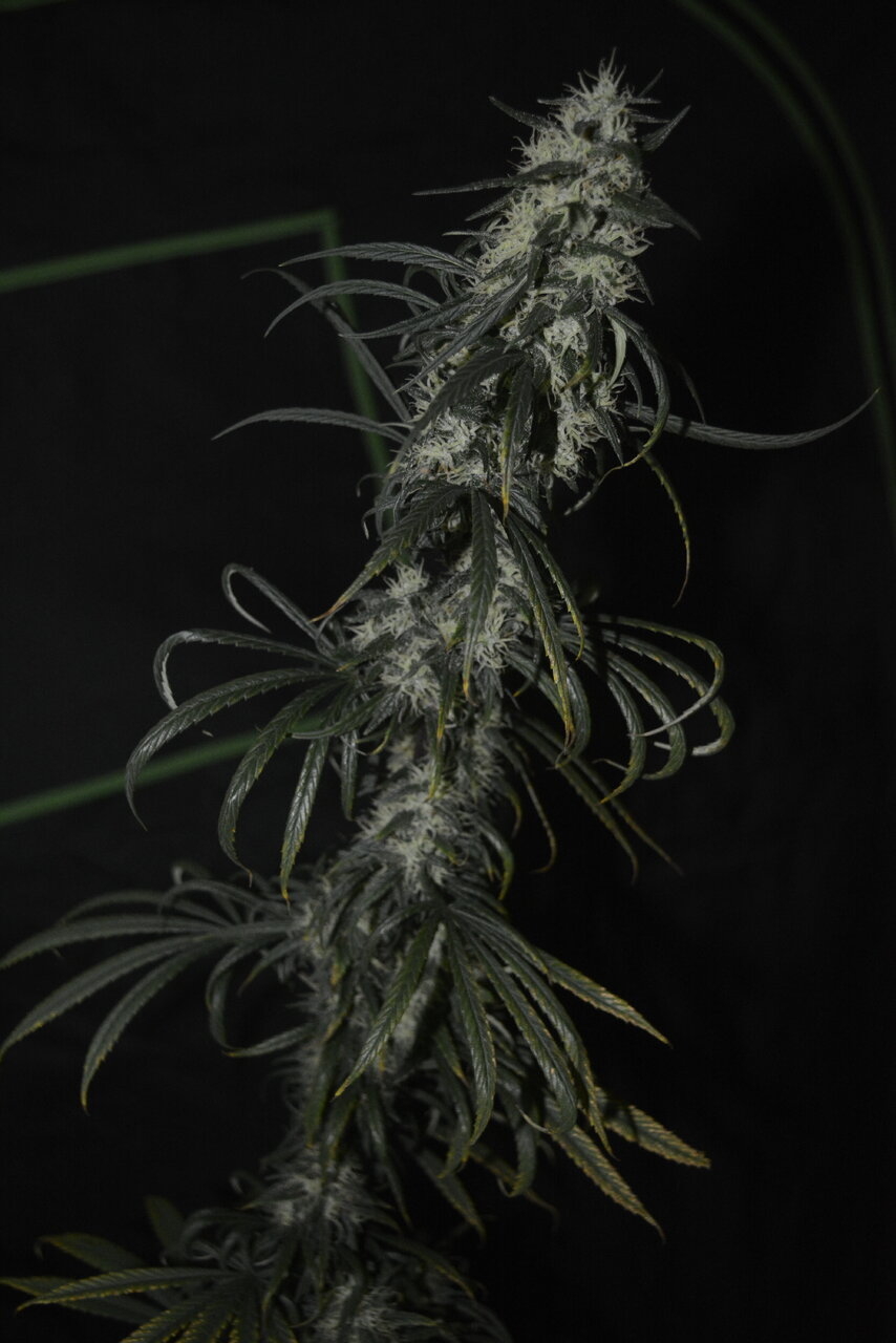 122919 Panama Haze Flip Day 74 3.JPG